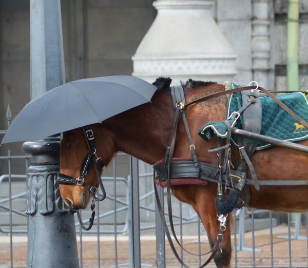 Лошадь и дождь