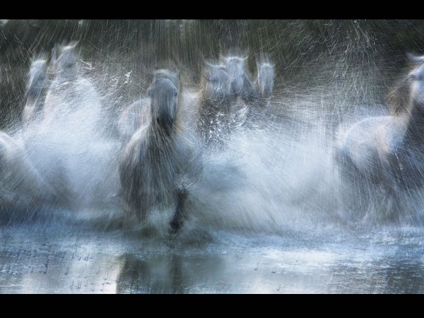 Водяные кони Властелин колец