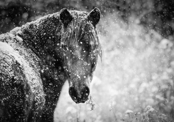 Кони в метель
