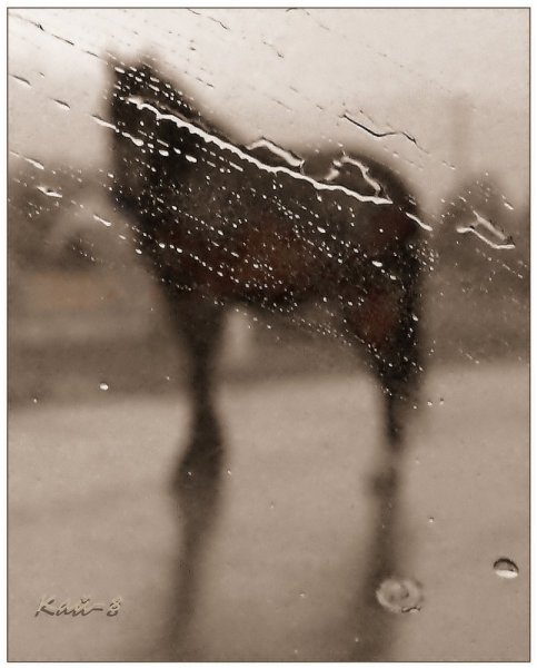 Лошадь и дождь