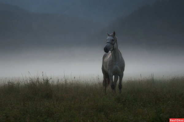 Белая лошадь в тумане