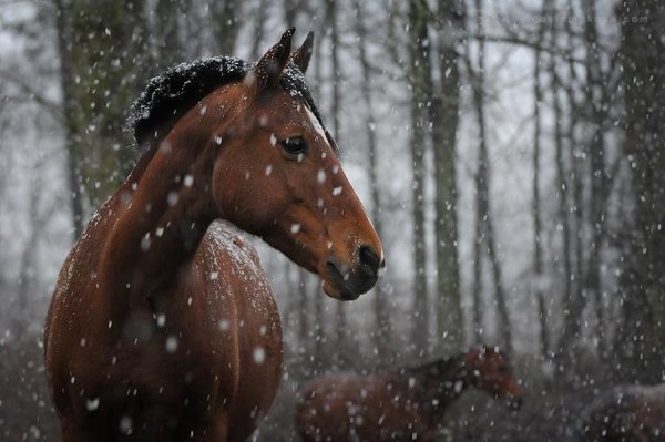 Лошадь снегопад