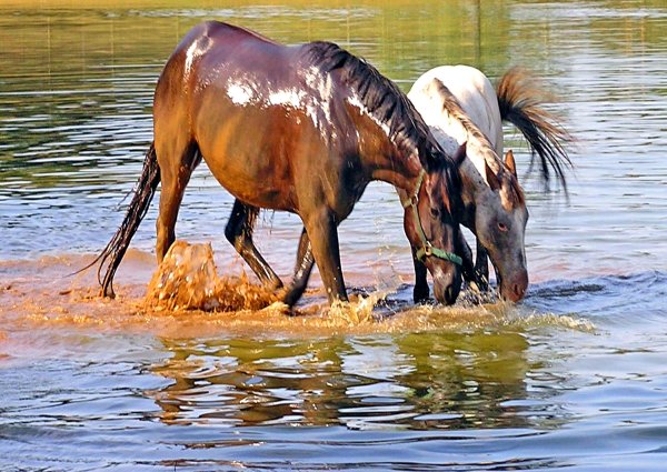 Мокрая лошадь