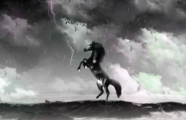 Черная лошадь под дождем