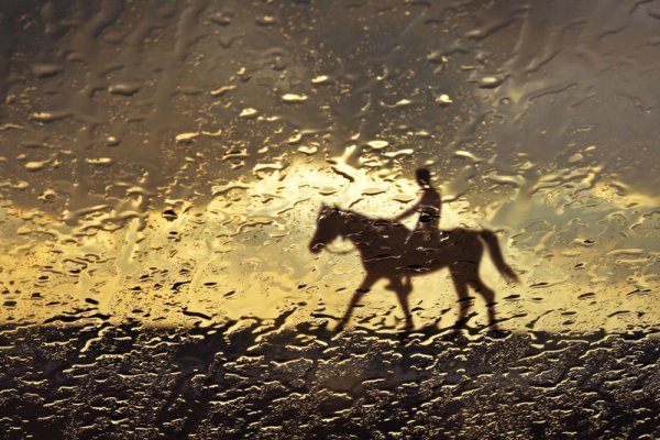 Лошадь и дождь