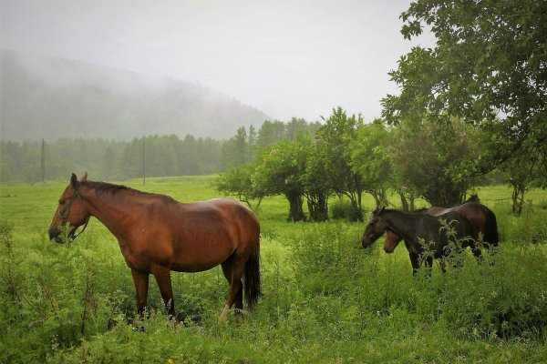 Лошадь под дождем