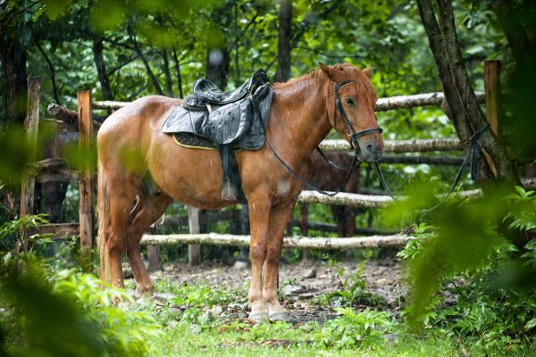 Лошадь под дождем