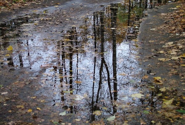Осень дождь лужи