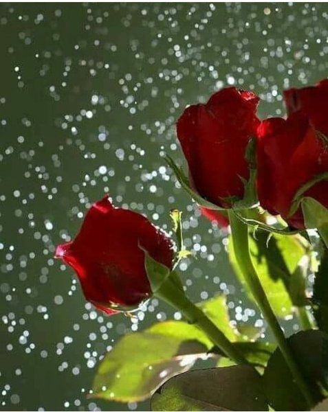 Красивые розы под дождем
