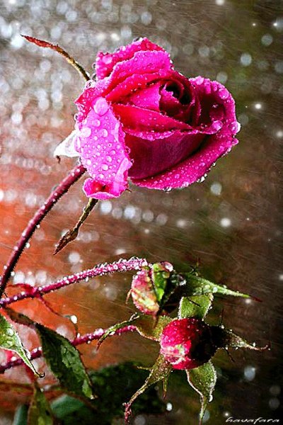 Розы после дождя