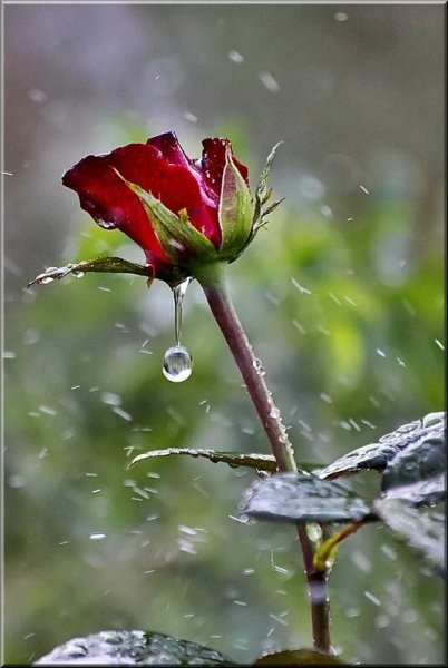 Цветочек под дождем