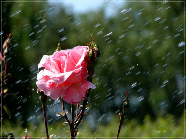 Цветы под дождем