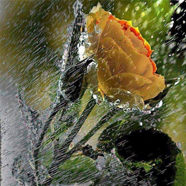 Цветы под дождем