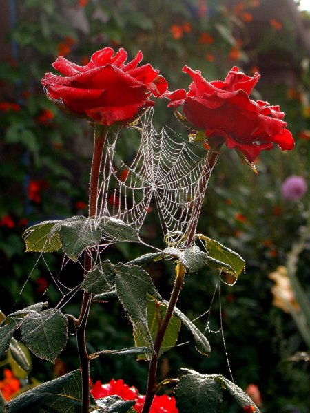 В саду розы под дождем