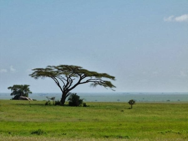 Серенгети дерево