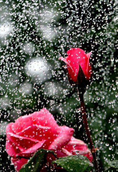 Красивые цветы розы под дождём
