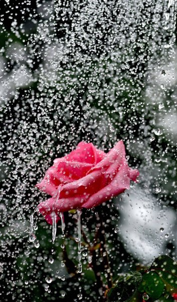 Цветочный дождь