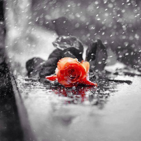 Красная роза под дождем