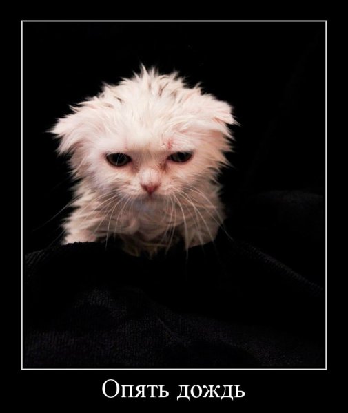 Картинки про дождь прикольные