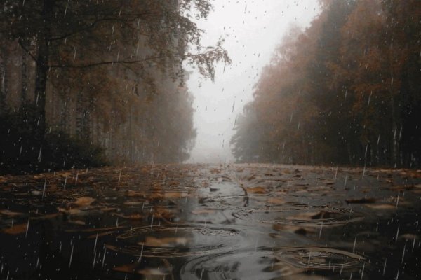 Коричневый дождь