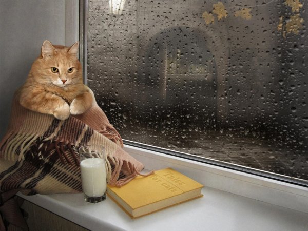 Москитные сетки антикошка