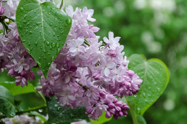 Сирень Пастернак