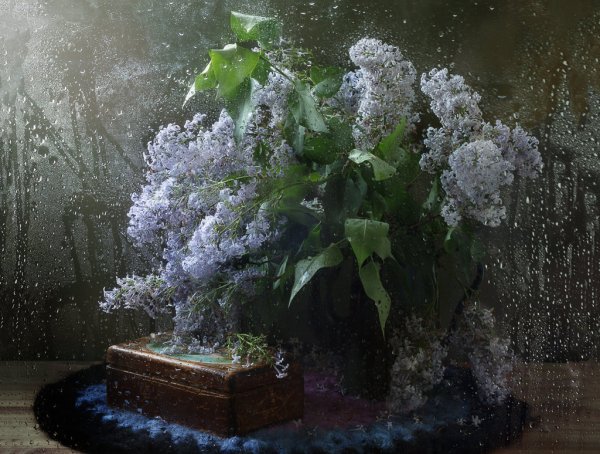 Сирень дождь