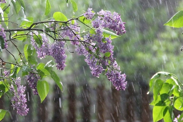 Весна дождь