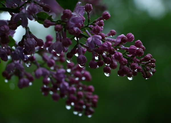 Мокрая сирень