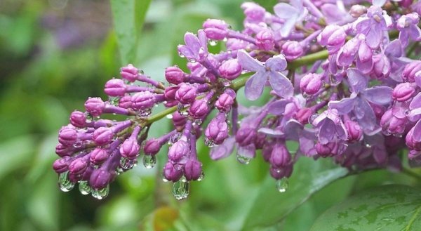 Сирень гроза