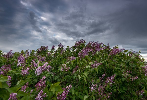 Сирень дождь