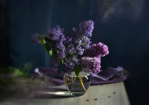 Сирень дождь