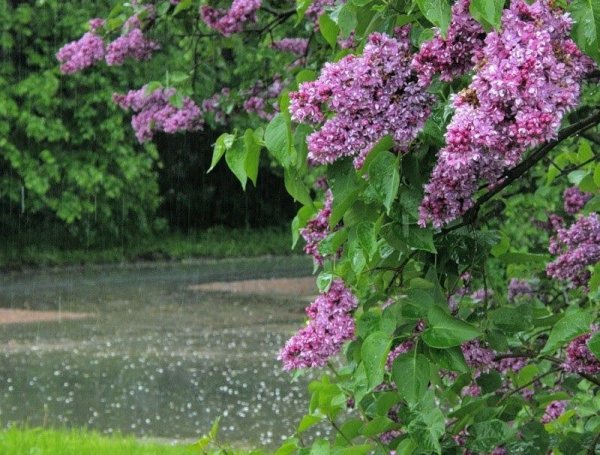 Майская сирень куст