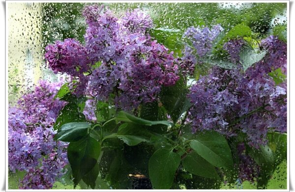 Куст сирени за окошком