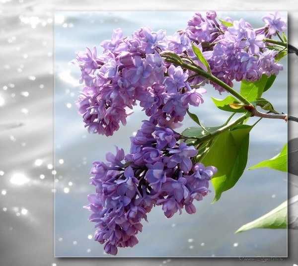 Лесная сирень