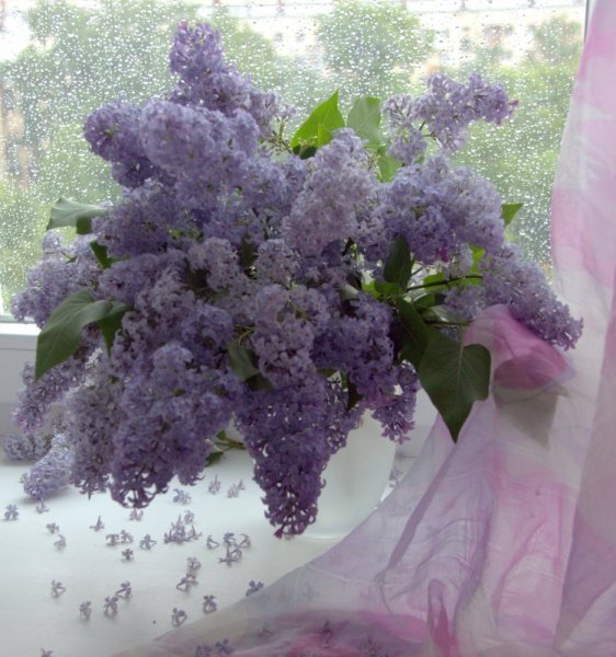 Сирень после дождя