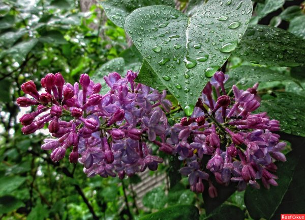 Сирень после дождя