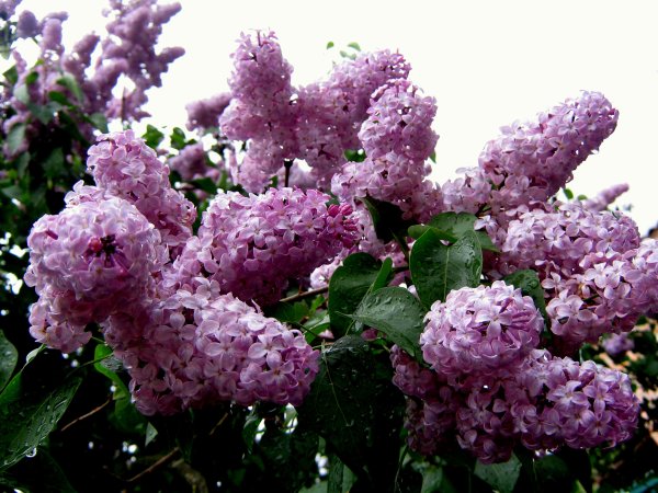 Сирень Емельян Ярославский