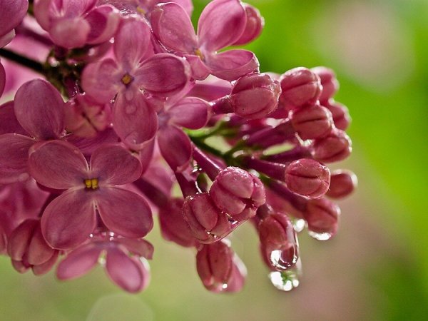 Цветы сирени