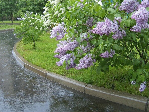 Сирень дождь