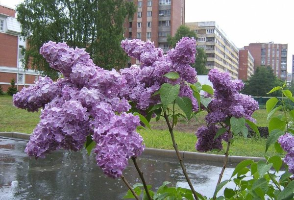 Сирень Царскосельская