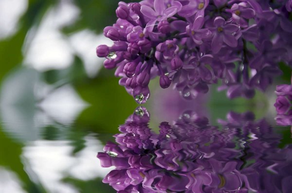 Сирень у воды