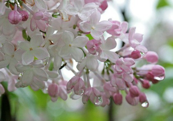 Сирень с капельками дождя