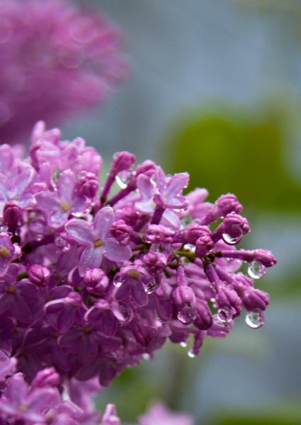 Сирень Гульдер