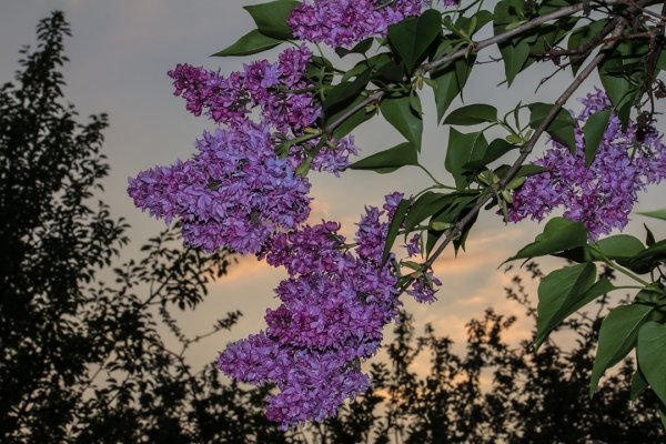 Вечерняя сирень