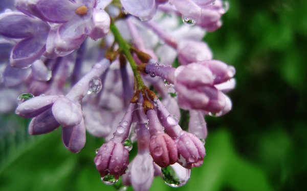 Сирень макро