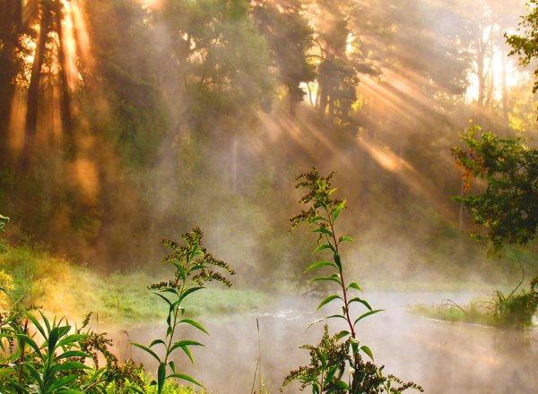 Дыхание природы