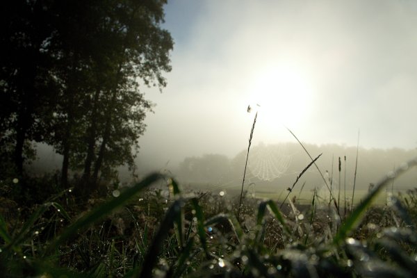 Пасмурное утро природа