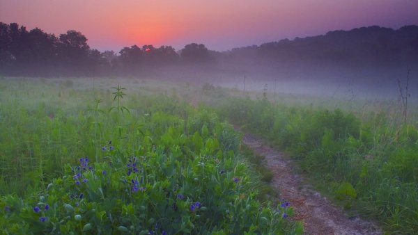 Дождливый луг