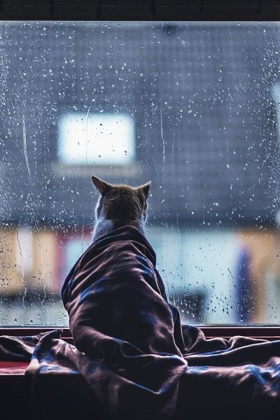 Холод котики